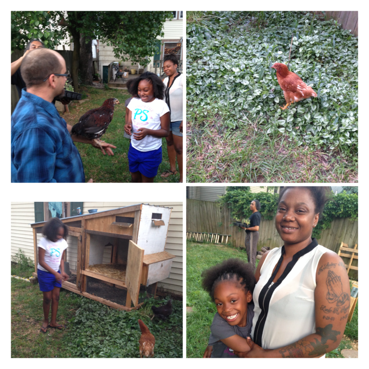 weinland park chickens
