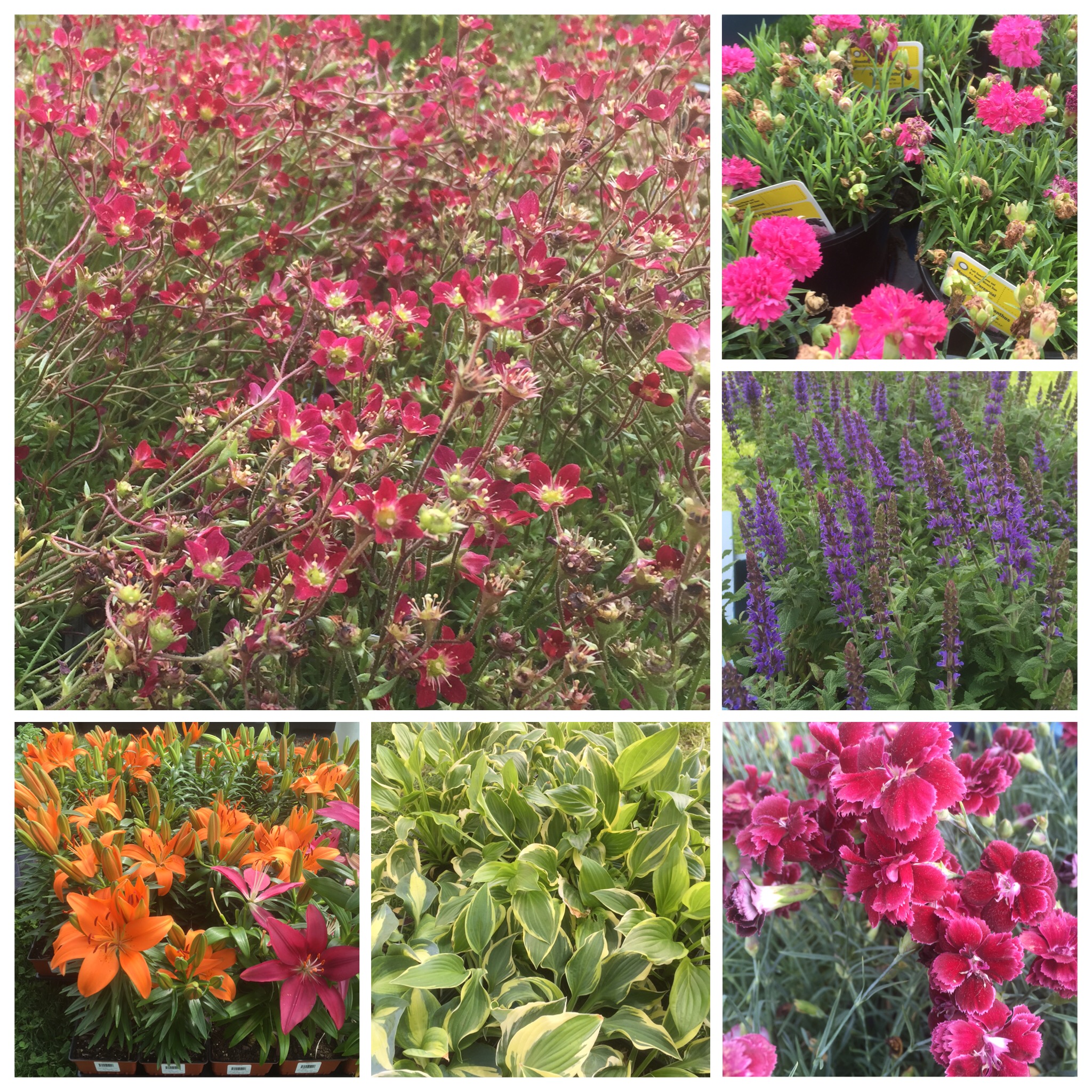 lowes gives back in plants