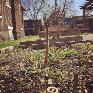asparagus Spring Sprouts Asparagus